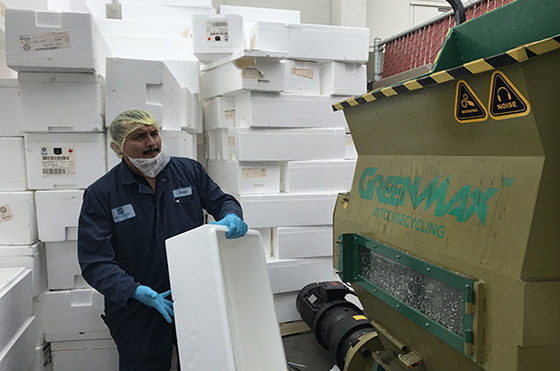 GreenMax pressa per polistirolo gestisce perfettamente le scatole di pesce nel mercato ittico norvegese